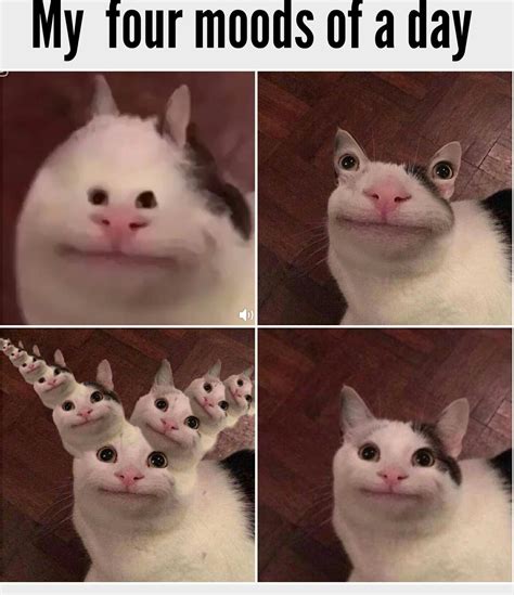 polite cat meme.